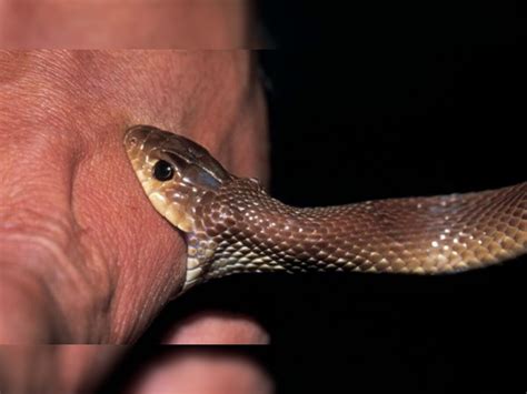 What To Do After Snake Bite Know Do And Dont After A Snake Bite