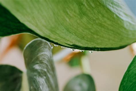 What Causes Dripping Plant Leaves On Indoor Plants