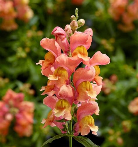 Eenjarig Antirrhinum Majus Snaptini Peach Kwekerij Margriet