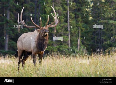 Bull Elk Making Faces Stock Photo Alamy