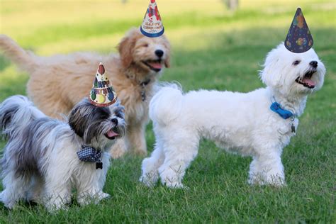 Top Amazing Dog Birthday Party Ideas to Celebrate in Style