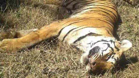 UP: Committee submits report on DTR tiger deaths - Hindustan Times