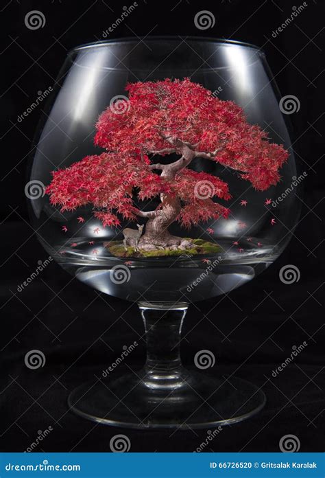 Ahorn Bonsaibaum Im Glas Stockfoto Bild Von Asiatisch 66726520