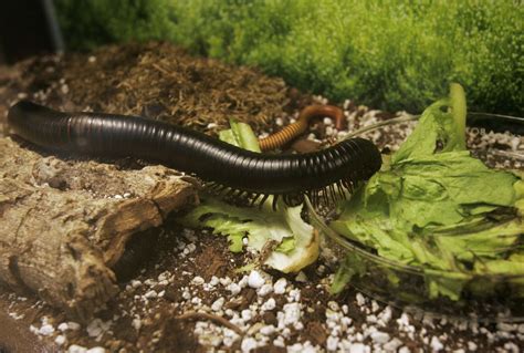 New Record Breaking Millipede Species That Lives Up To Its Name