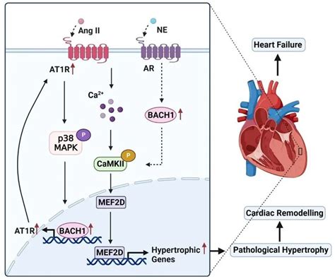 Cardiovasc Res 复旦大学孟丹教授团队揭示bach1调控病理性心肌肥厚的新机制