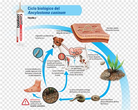 Ancylostoma Caninum Ciclo Vital Biol Gico Dipylidium Caninum