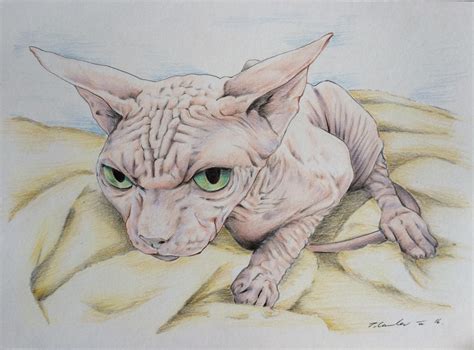 Sphynx Cat Pencil Drawing By Billyboyuk On Deviantart