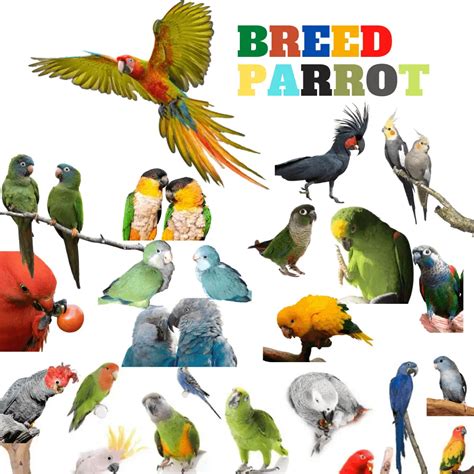 Breed parrot - Breed Parakeet | Breed types of parrots