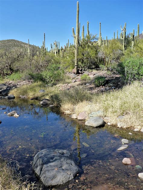 Tall Saguaro Jewel Of The Creek Preserve Arizona