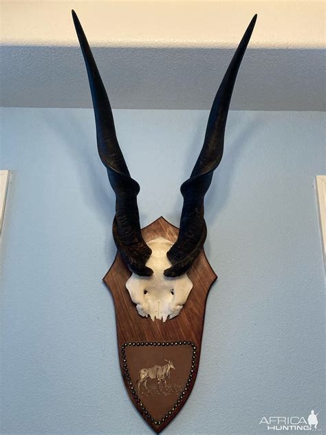 Eland Skull Plate Mount