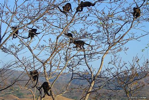 Tropical Dry Forest, Guanacaste, Costa Rica. Tropical Dry Forest Animals