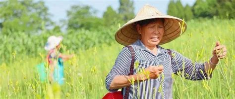 厉害了，安居这个村的黄花菜变“黄金菜” 是时候c位出道了！ 发展 长乐村 种植