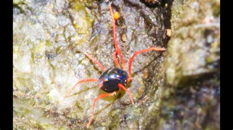 Red Legged Earth Mite Halotydeus Sp Youtube