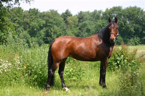 Dutch Warmblood Breed Guide: Characteristics, Health & Nutrition | Mad Barn