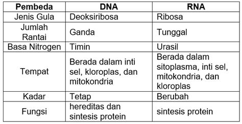 Tuliskan Perbedaan Rantai Dna Dan Rantai Rna