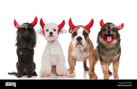 Lovely Group Of Four Cute Dogs Dressed As Devils Standing And Sitting