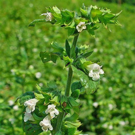 Melissa Botanicals Il Portale Sull Utilizzo Delle Piante Medicinali