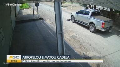 Bom Dia GO Polícia identifica suspeito de atropelar e matar cadela em