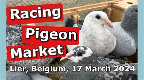 Racing Pigeon Market Lier Belgium March Youtube