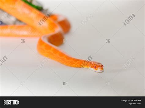 Hypo Fire Corn Snake Image Photo Free Trial Bigstock