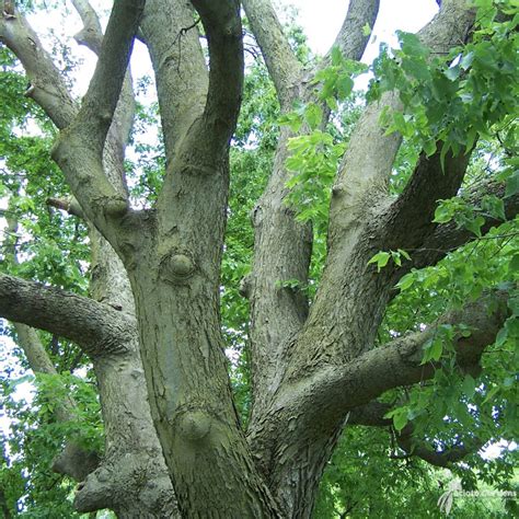 Celtis Occidentalis Common Hackberry Scioto Gardens Nursery