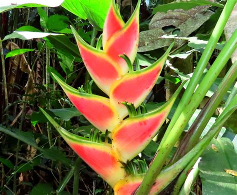 Heliconia Wagneriana Heliconiaceae Reserva Forestal Prot Flickr