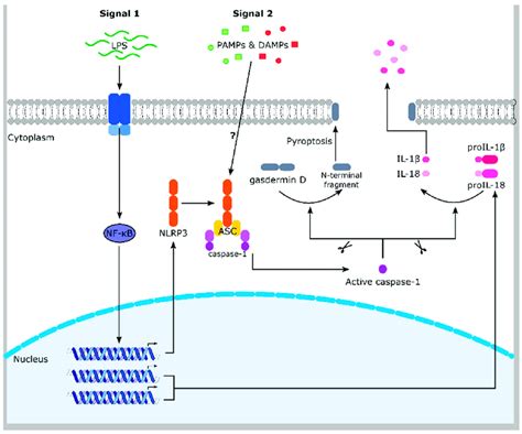 The Nlrp3 Inflammasome Lps Lipopolysaccharide And Other Compounds