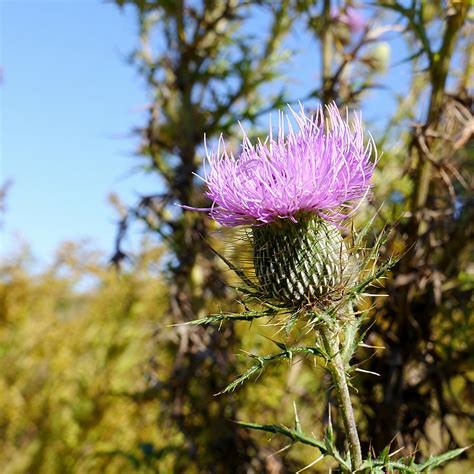 Flower of Scotland - Thistle II Photograph by Richard Reeve - Fine Art ...