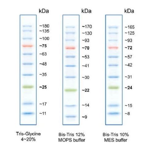 Broad Range Protein Marker At Best Price In Kolkata Orchard Medical