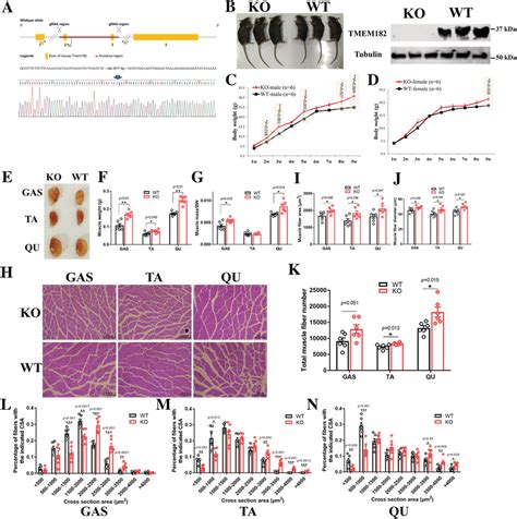 TMEM182 Directly Interacts With ITGB1 A Lysates Of Chicken Primary