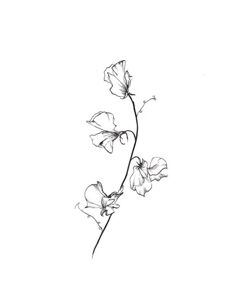 Sweet Peas Print Etsy Vine Tattoos Dream Tattoos Future Tattoos