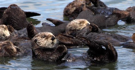 Sea Otters Making Comeback Off Central South Coasts But Sharks