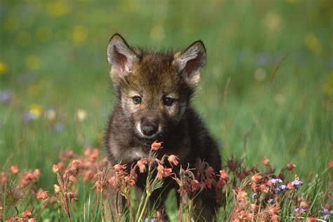 Timber Wolf Pup North America Photograph by Tom Vezo - Fine Art America