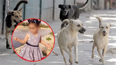 Jaur A De Perros Callejeros Ataca Salvajemente A Ni A De A Os Y La Mata