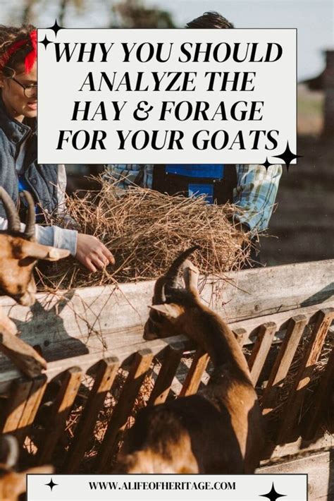 Analyzing Hay And Forage For Goats