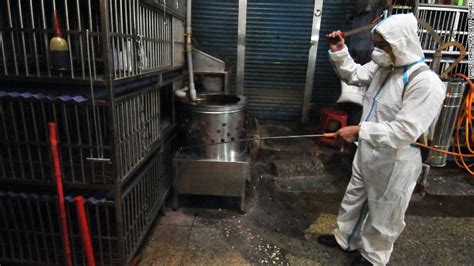 New Bird Flu Strain 5 Things To Know Cnn