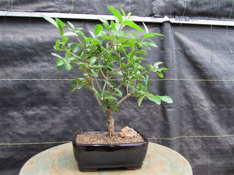 Weeping Barbados Cherry Bonsai Tree