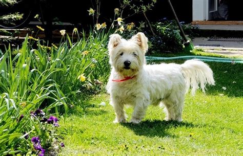 Are Westies Hypoallergenic? Vet-Approved Facts & FAQ | Hepper Pet Resources