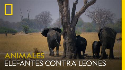 Una manada de elefantes carga contra unos leones Quién gana