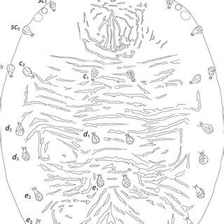 bryobia bryobia alberensis sp nov female dorsal aspect scale bar
