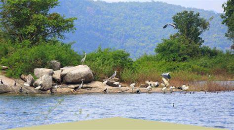 Bird watching tours in Sri Lanka | SLBWT