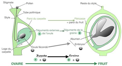 Tp Td Reproduction Des Plantes Fleurs Et Anatomie De La Graine