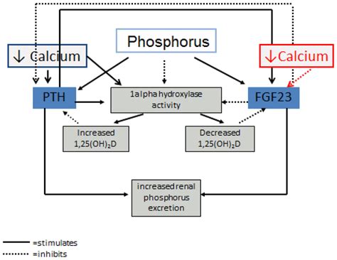 The Homeostatic Control Of Phosphorus And Calcium The Regulation Of