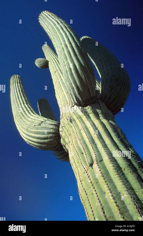 Saguaro Cactus Carnegiea Gigantea Cereus Giganteus Against Blue Sky Worms Eye View Usa