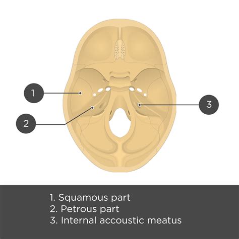 Petrous Temporal Bone