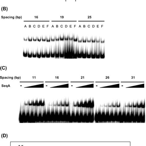 Stepwise Interaction Of Seqa Proteins Bound On Hemimethylated Dna A