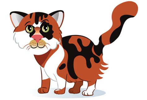 Best Tortoiseshell Cat Illustrations Royalty Free Vector Graphics