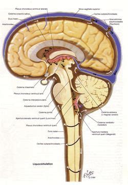 cranio sacral behandlungen praxis  tabor