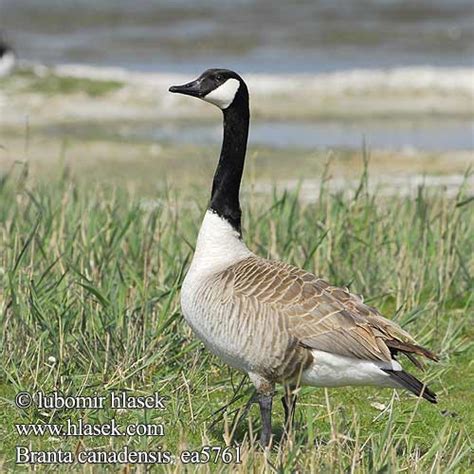 Branta canadensis Canada Goose Kanadagans Bernache Canada Barnacla ...