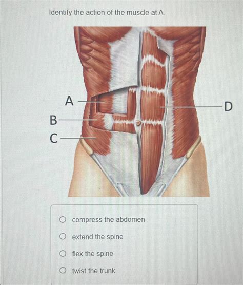 Solved Identify the action of the muscle at A.compress the | Chegg.com